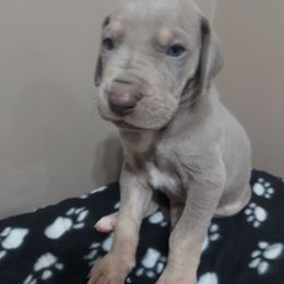 Boy 2 - Chocolate Great Dane puppy in Auburn, New York from Danes of Angels