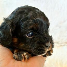 Aries - Black and tan male Cavapoo puppy in Adrian, Oregon from ApplebyFarm