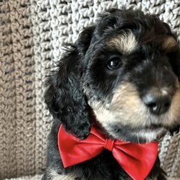 Bernedoodles and Goldendoodles from AzDoodle Dandies
