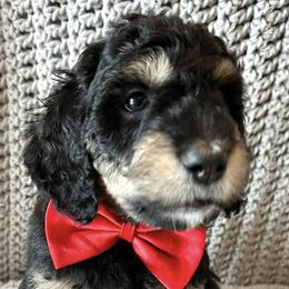 Bernedoodles and Goldendoodles from AzDoodle Dandies
