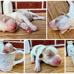 Goldendoodle and Poodle Puppies from SnickerDoodlePups