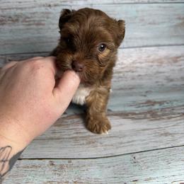 Usko - Liver male Yorkshire Terrier puppy in Tulsa, Oklahoma from Conns Cuddly Canines