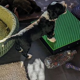 Portuguese Water Dog Puppies from Hat Trick Caos PWDs