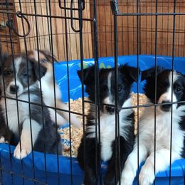 Old Time Scotch Collie Puppies from Lanz Hollow Farm
