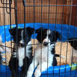 Old Time Scotch Collie Puppies from Lanz Hollow Farm