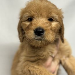 Bernedoodle, Bernese Mountain Dog, and Goldendoodle Puppies from Red Door Canines