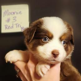 Red tri boy 3 - Red tri male Toy Australian Shepherd puppy in Hampton, Tennessee from TC Farms Stock Dogs - Miniature Australian Shepherds