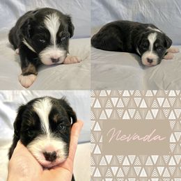Australian Shepherd Puppies from Ellie Mae Aussies