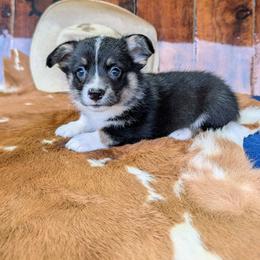 Adam Kendall - Black and tan male American Corgi puppy in Paden, Oklahoma from Sunray Ranch