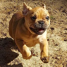 French Bulldogs from Creekside French Bulldogs
