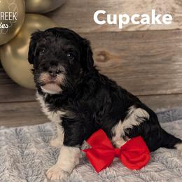 Cupcake - Black and white female Bernedoodle puppy in Heyworth, Illinois from Cobble Creek Puppies