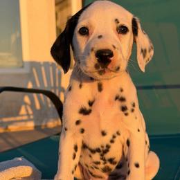 Female 3 - White and black female Dalmatian puppy in Lake Mathews, California from Bully Market