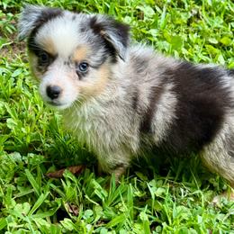 Raziah - Blue merle male Miniature Australian Shepherd puppy in Patterson, North Carolina from DreamLine Aussies