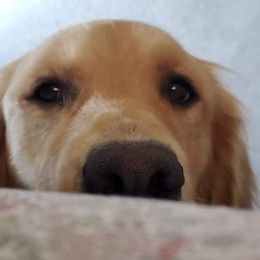 Golden Retriever Puppies from Bliss Creek Goldens