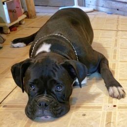 Tink - Boxer