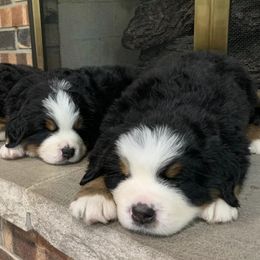 Bernese Mountain Dogs from Olive and Lucy’s Precious Littles