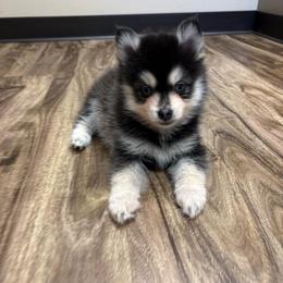 Smoki - Black and white female Pomsky puppy in Valparaiso, Indiana from Valparaiso Pomskys