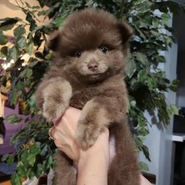 Koda - Lavender male Pomeranian puppy in Jackson, Michigan from Mother of Poms