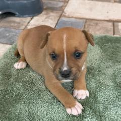 Jersey - Red female Staffordshire Bull Terrier puppy in Port Saint Lucie, Florida from Southern Staffies