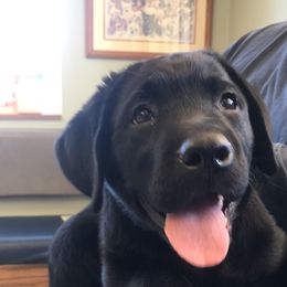 Labrador Retriever Puppies from Freedom Labradors