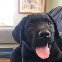 Labrador Retriever Puppies from Freedom Labradors