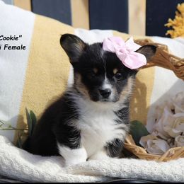 American Corgi and Pembroke Welsh Corgi Puppies from Abundant Joy Corgis