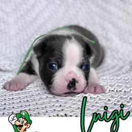 Luigi - Blue male Boston Terrier puppy in West Jefferson, Ohio from Kline Kennels