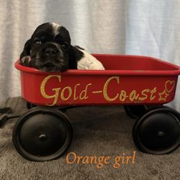 Girl 6 orange collar - Black white and tan female Cocker Spaniel puppy in Boca Raton, Florida from Gold-Coast Cockers