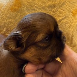 Shih Tzu Puppies from Ridgehaven Shih Tzus