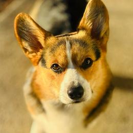 Huck - Pembroke Welsh Corgi