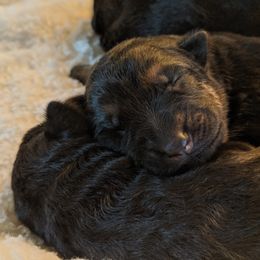 German Shepherd and Pembroke Welsh Corgi Puppies from Cbkennelandranch