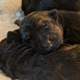 German Shepherd and Pembroke Welsh Corgi Puppies from Cbkennelandranch