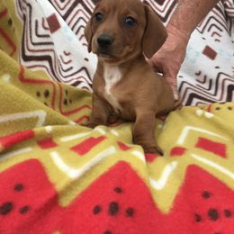 Dachshund Puppies from Mohawk Creek Dachshunds