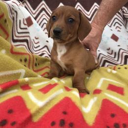 Dachshund Puppies from Mohawk Creek Dachshunds