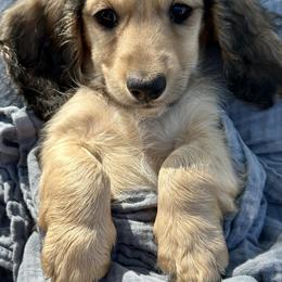 Pebble - Cream male Dachshund puppy in Moreno Valley, California from DeLorenzo Dachshunds