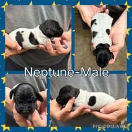 Neptune - Black roan male German Shorthaired Pointer puppy in Pierz, Minnesota from RFP Pointers German Shorthaired Pointers