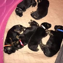 German Shepherd Puppies from EshelmanSchwitz German Shepherd Dogs