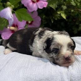 Spark - Blue merle female Toy Australian Shepherd puppy in Quincy, Michigan from Ivy Meadows and Friends