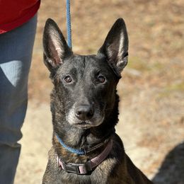 Ratchet - Dutch Shepherd