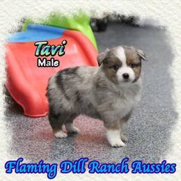 Tavi - Blue merle male Toy Australian Shepherd puppy in Forestburg, Texas from Flaming Dill Ranch Aussies
