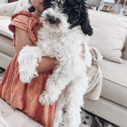 Aussiedoodle and Bernedoodle Puppies from High Desert Doodles