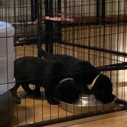 Labrador Retriever Puppies from Cary’s Buck Creek Retrievers