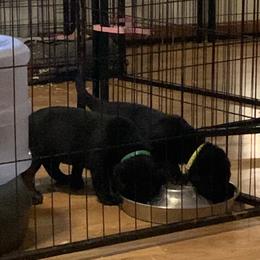 Labrador Retriever Puppies from Cary’s Buck Creek Retrievers