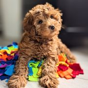 Tía's June Bug - Red female Whoodle puppy in Kalispell, Montana from Countryman Whoodles