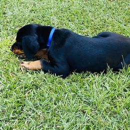 Doberman Pinscher Puppies from TeatreeDoberman