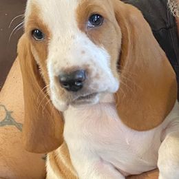 Basset Hound and Bloodhound Puppies from Out Law Hounds Den