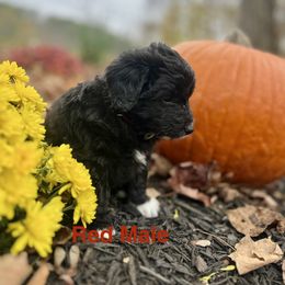 Red Male - Black and white male Aussiedoodle puppy in Woodbury, Connecticut from Crabtree Farm Doodles