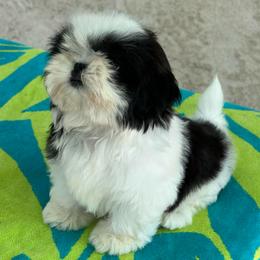 Lyric - Black white and silver female Shih Tzu puppy in Central, California from Ling Ling’s Shih Tzu
