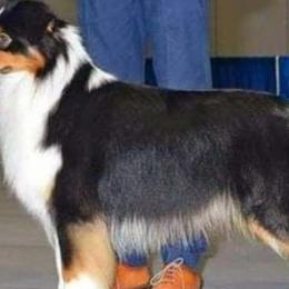 HANK - Australian Shepherd