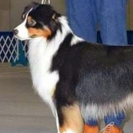HANK - Australian Shepherd